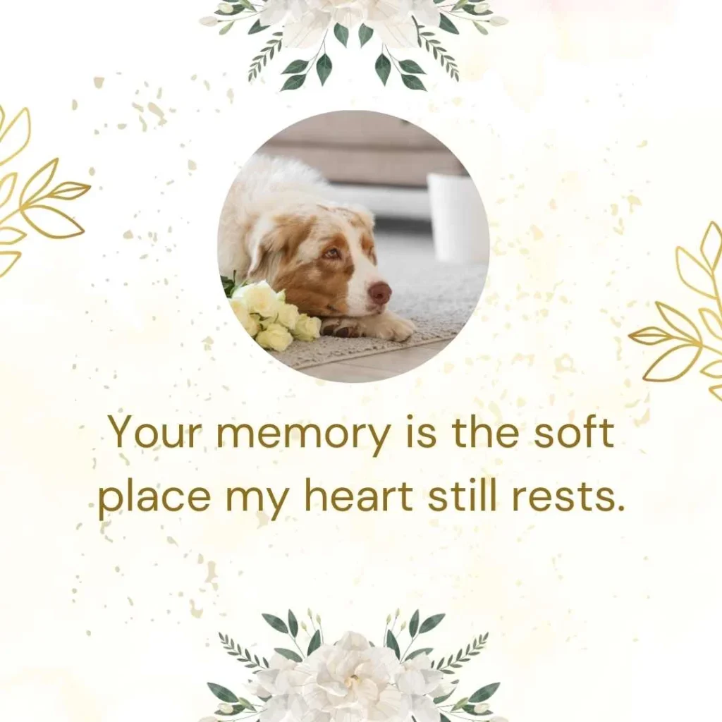 Emotional One-Year Pet Memorial